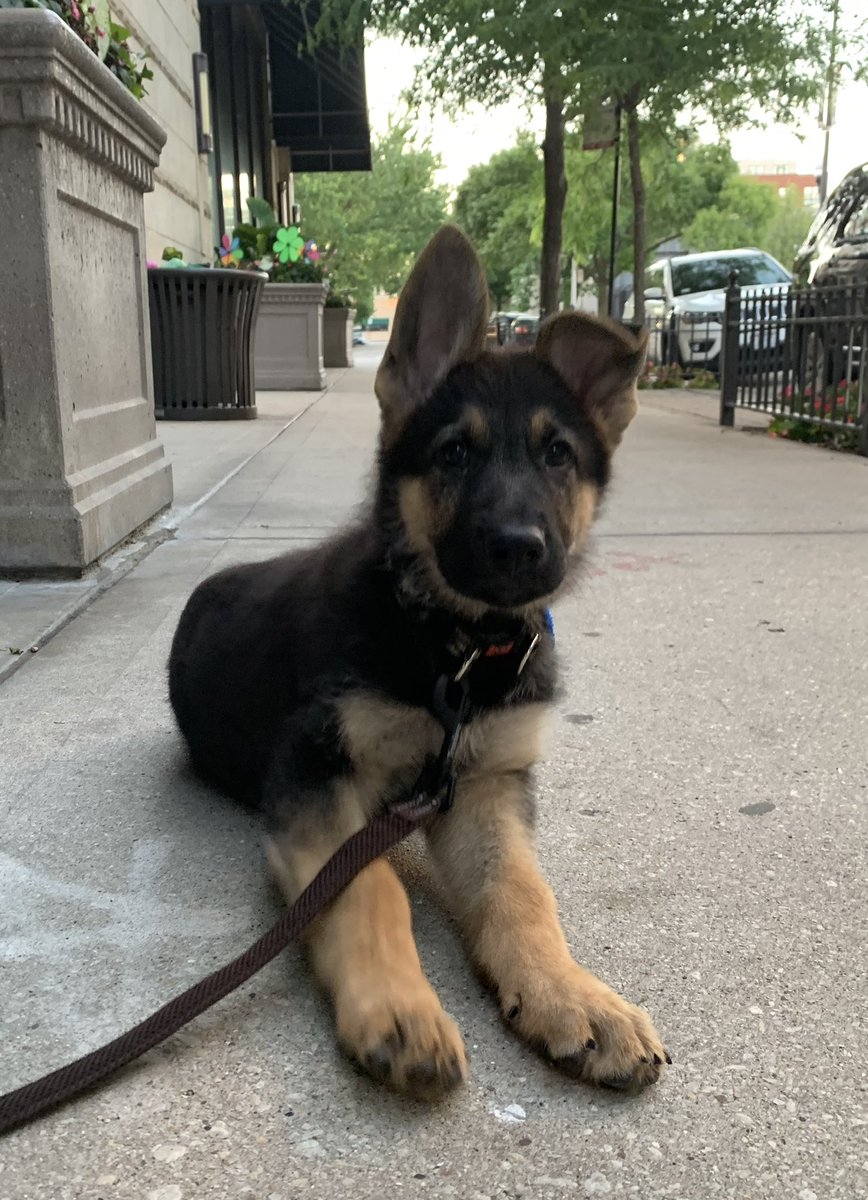 IAmRockyStone's tweet image. Late GM from Puppy Gunner!
#ThrowbackThursday