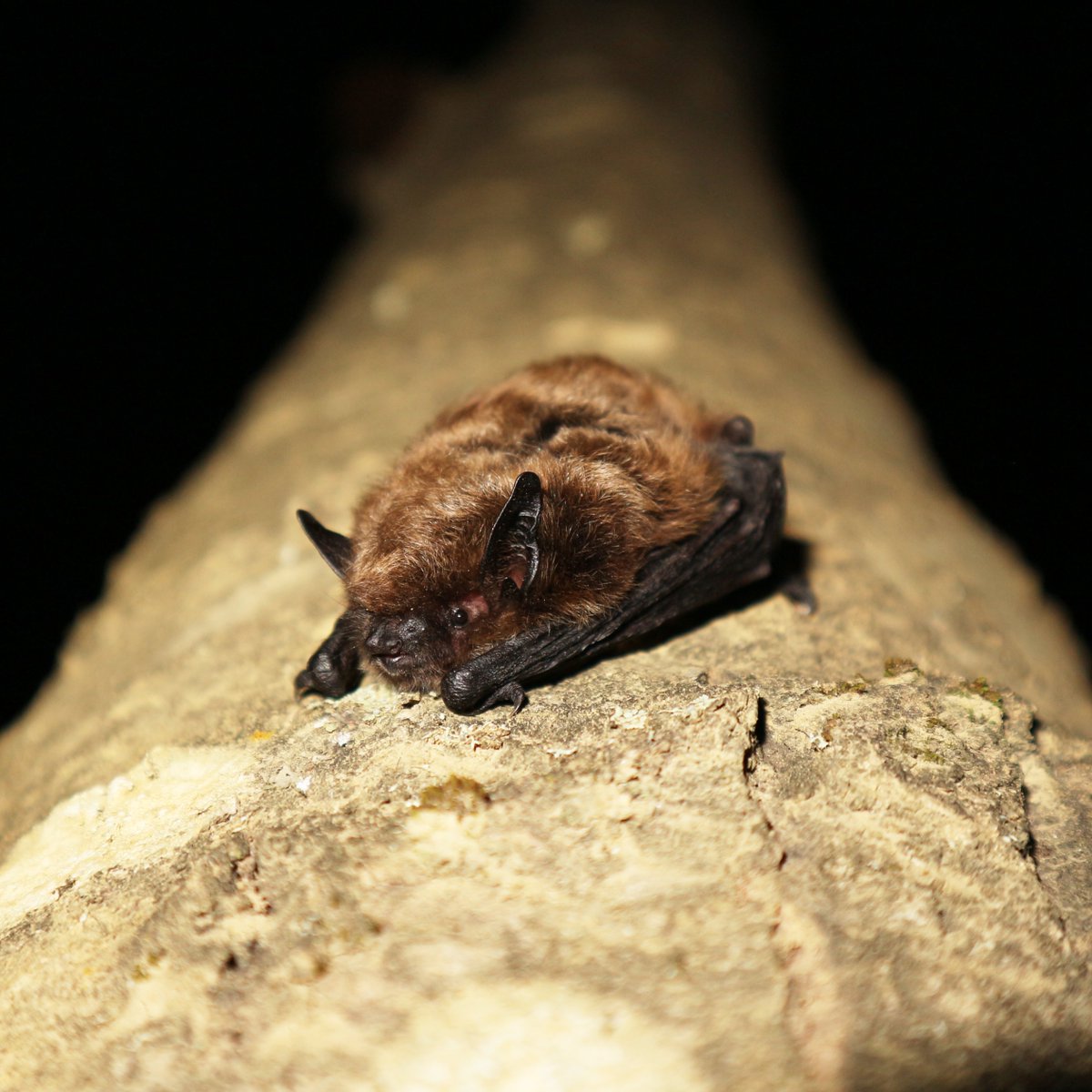 🤔Have you ever wondered where Alberta’s bats go in the winter? Hoary bats, our largest species, migrate to warmer regions while little brown bats, our most common species, hibernate in caves and rock crevices.

📸Hoary bat by Steph Weizenbach
📸Little brown bat by Cory Olsen