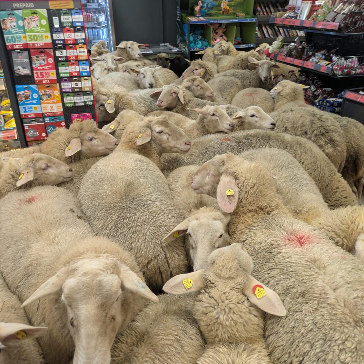 Almanya'da çok sayıda koyun, süpermarketi bastı.

— Yaklaşık 20 dakika markette gezinen koyunlar, hiçbir şeye zarar vermeden çıktı.