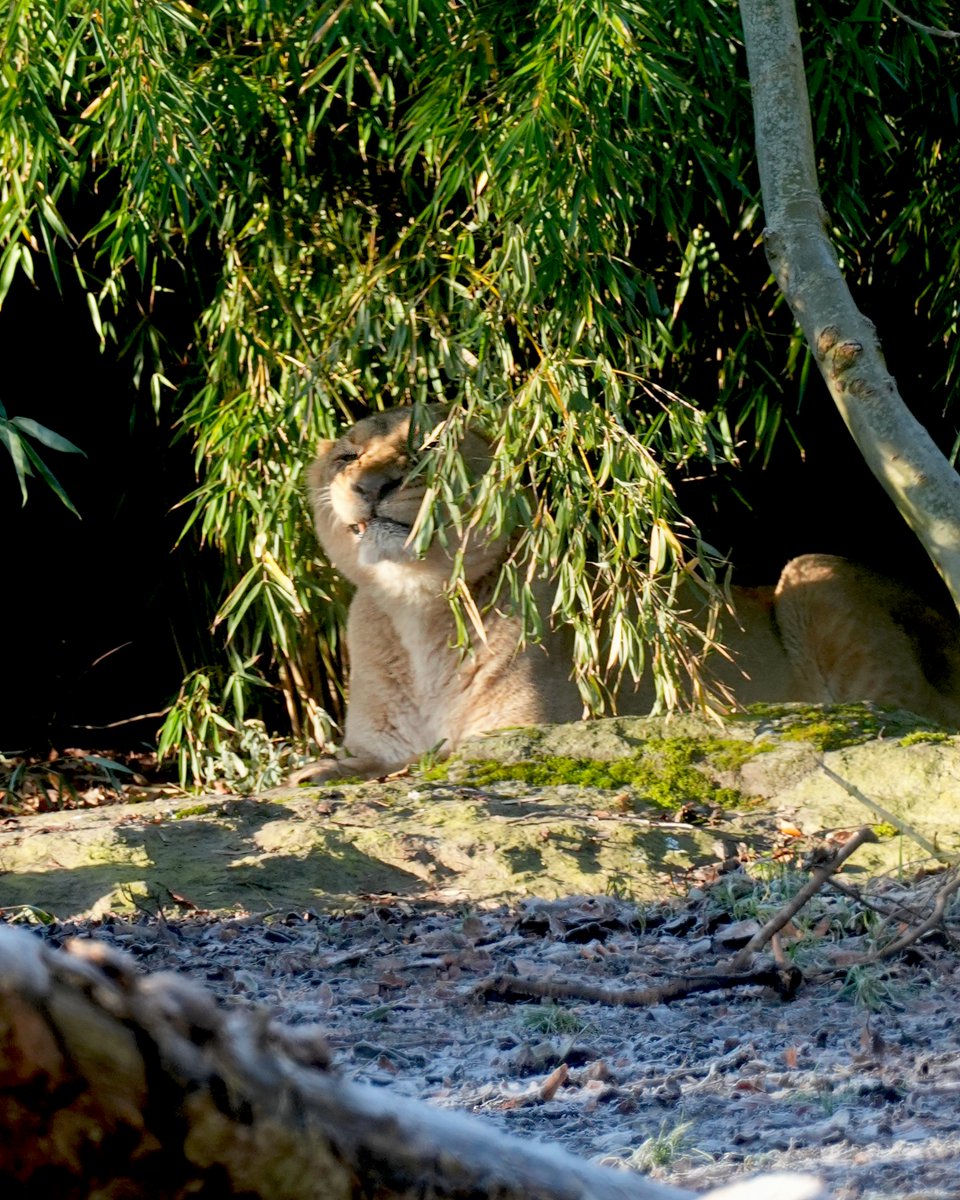 Dublin Zoo tweet media