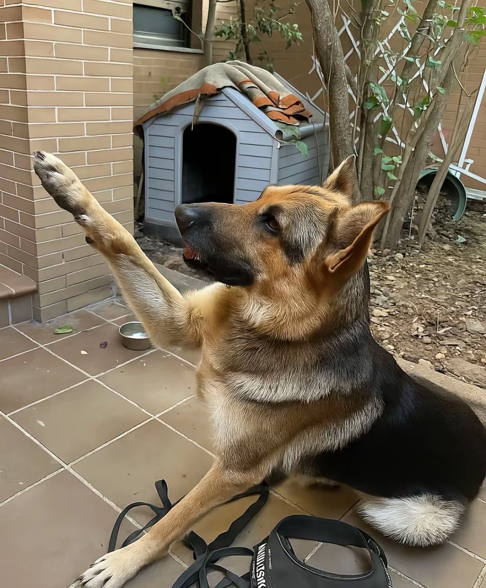 mi pastor alemán se toma demasiado en serio lo de alemán