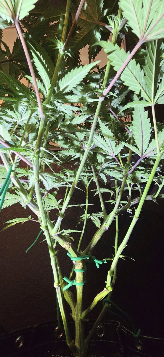 AlienFogMachine's tweet image. Inspections went well last night