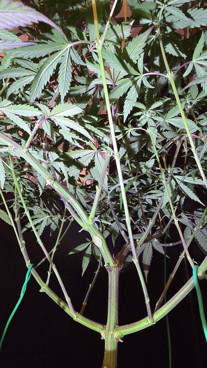 AlienFogMachine's tweet image. Inspections went well last night