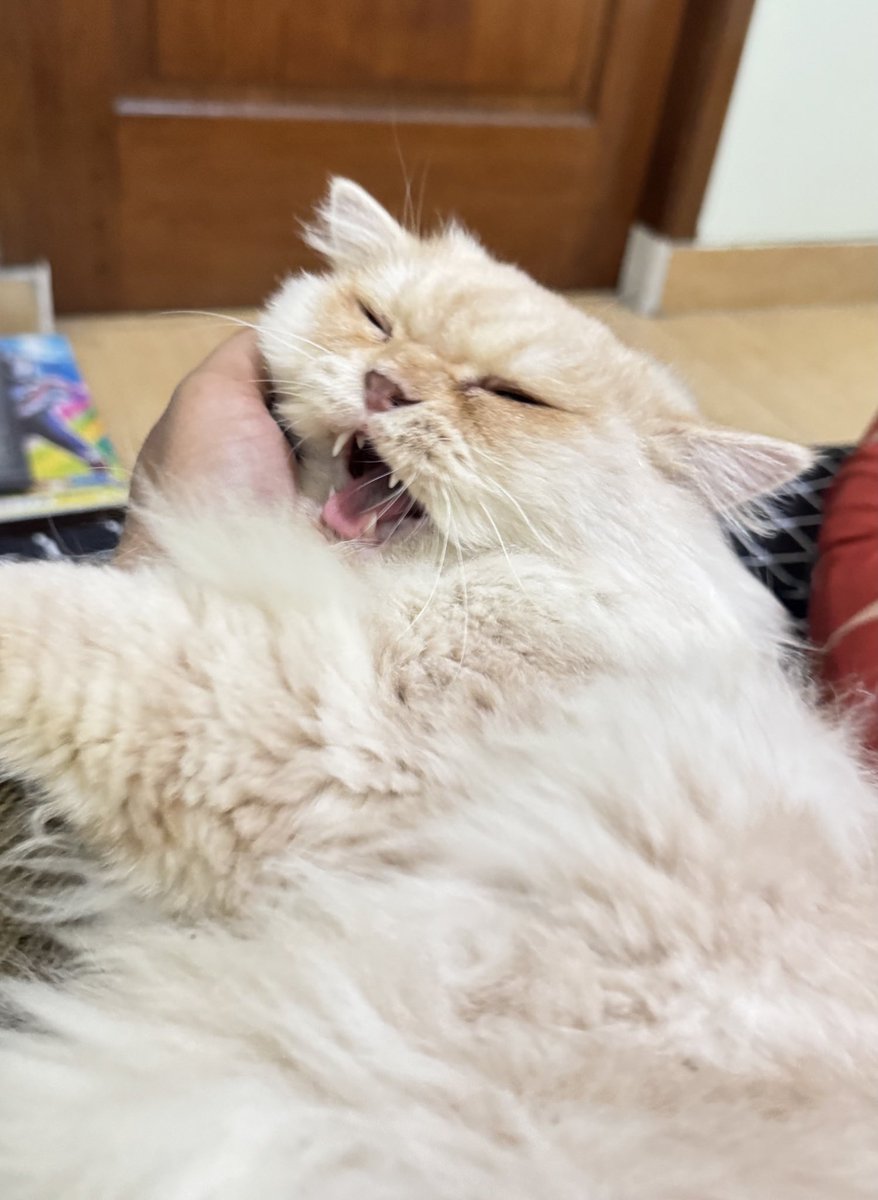 wvtoe's tweet image. dump tipis 🫣