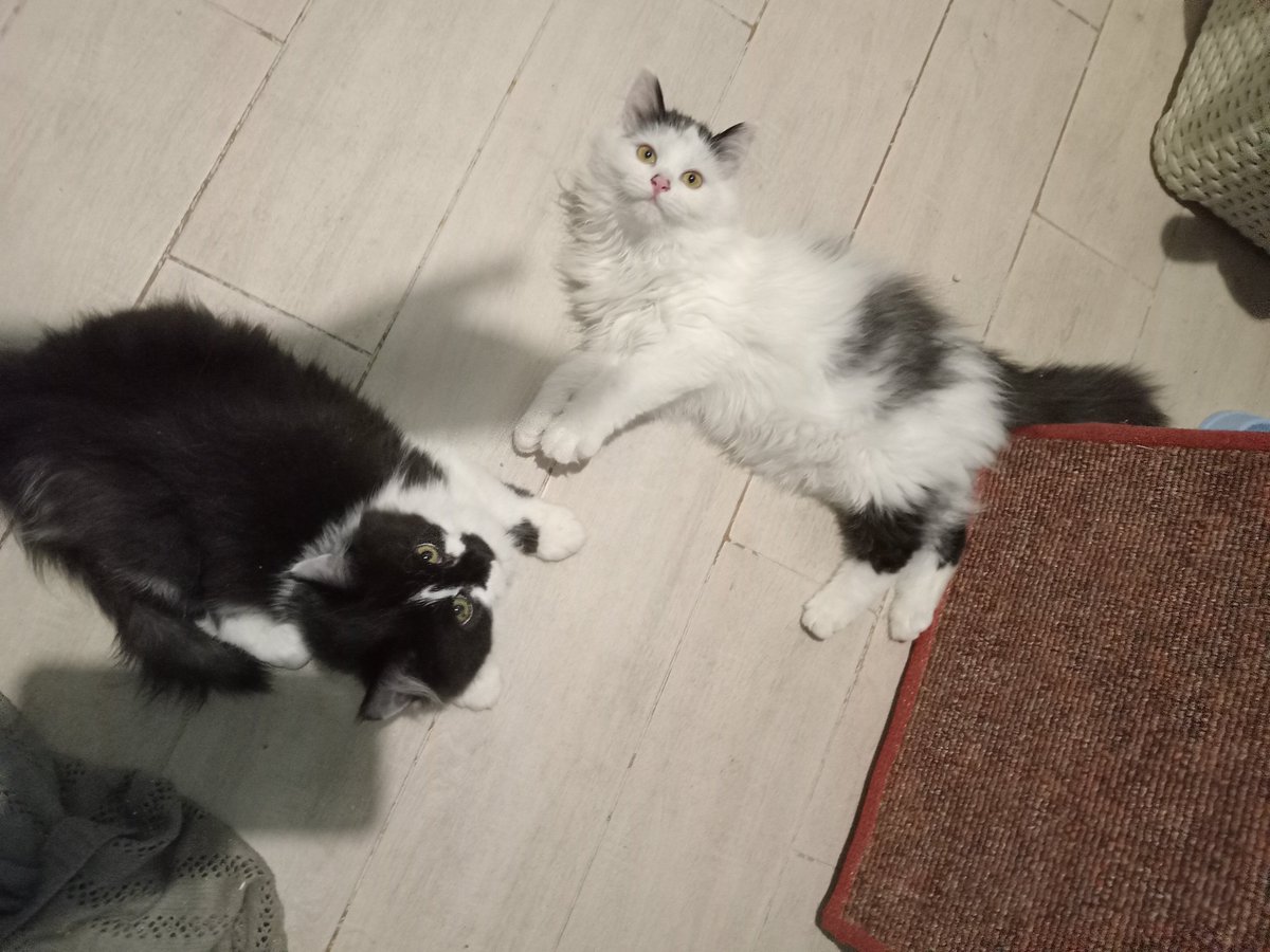 Київські, а може хто надумав на Аврору? 

Авророчкин брат буде їхати в Київ, можна і малу привезти заодно 🥺