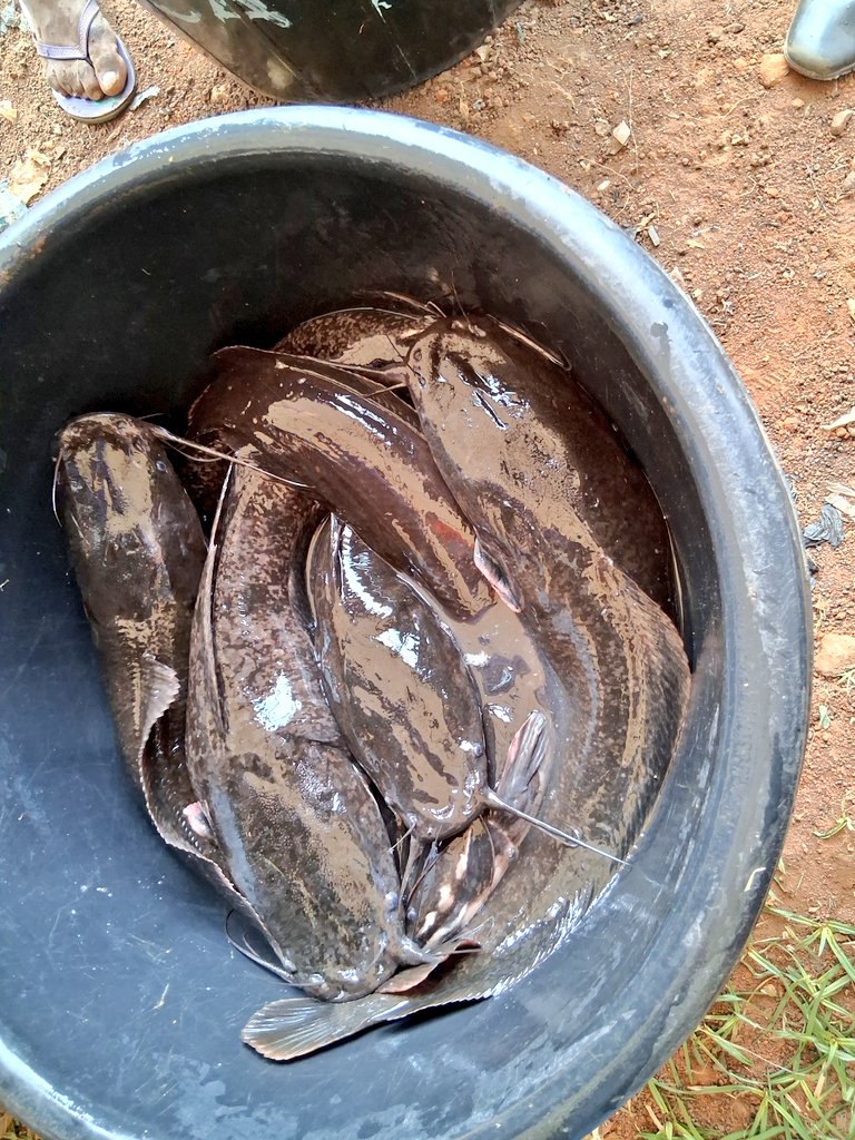 LASGFISHFARM's tweet image. Fish Sales is done daily at the Lagos State Fish Farm Estate,  Ikorodu.  From 7am - 1pm.