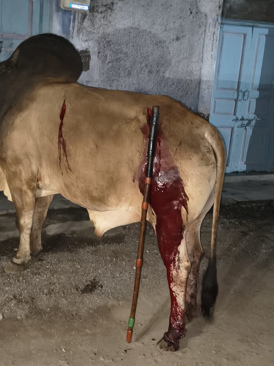 ANMLDFR's tweet photo. 📢 Nandi Maharaj Oxen Attacked with an Axe Stabbed by #HumanMenace 
Culprit : Jagmal Lalo Boriya
FIR Registered | #Umrala #Bhavnagar #Gujarat #India #Bharat

મનુષ્ય નો આતંક
मनुष्य का आतंक 
Human Menace
─────────────────────

🚨 Crime / અપરાધ:
नंदी महाराज बैल पर कुल्हाड़ी से बेरहमी से हमला किया गया, जिससे उसे गंभीर चोटें आईं - यह जानबूझकर की गई पशु क्रूरता का स्पष्ट मामला है।

ઉમરાળા વિસ્તારમાં એક નિર્દોષ ખૂંટિયા પર કુહાડી વડે નિર્દય હુમલો કરવામાં આવ્યો.

Nandi Maharaj Ox was brutally attacked with an axe, causing severe injuries — a clear case of intentional animal cruelty.
---

📅 Date & Time / તારીખ અને સમય (FIR):
05 January 2026 | 22:30 hrs (as recorded in FIR) 

📍 Location / સ્થળ (FIR):
Umrala, Bhavnagar District, Gujarat
📍 GMap: https://t.co/SbGBcKHbtB 

---
👤 Accused / આરોપી (FIR):
જગમલ ઉર્ફે લાલો ભલાભાઈ બોરીયા
जगमल लालो बोरिया
Jagmal Lalo Boriya
(Culprit details as per FIR) 

⚠️ Important Update:
👉 આરોપીને 2 દિવસ પહેલા CrPC 151 હેઠળ છોડવામાં આવ્યો હતો.
👉 Animal activists’ follow-up પછી ફરિયાદ નોંધાઈ અને FIR દાખલ કરવામાં આવી.

आरोपी को दो दिन पहले सीआरपीसी की धारा 151 के तहत रिहा कर दिया गया था। 

👉भावनगर  गौ रक्षक कार्यकर्ताओं की कार्रवाई के बाद शिकायत दर्ज की गई और एफआईआर दर्ज कराई गई।

---
🆘 Incident Summary | ઘટનાનો સારાંશ:
• ખૂંટિયા પર કુહાડીથી સીધો હુમલો
• ગંભીર ઇજાઓ — heinous, intentional cruelty
• Community vigilance અને Bhavnagar Animal Activists Team ના પ્રયત્નોથી કેસ આગળ વધ્યો

This was not an accident — this was deliberate violence by #HumanMenace

---

⚖️ LEGAL ACTION / કાનૂની કાર્યવાહી (FIR):
✔ FIR Registered under BNSS Sec. 173
✔ Sections applied include BNS 325, PCA Act Sec. 11(1)(a) and related provisions 
✔ Investigation initiated; I.O. appointed; case forwarded to court 

---

⚖️ Applicable Laws / લાગુ કાયદા:
• PCA Act, 1960 – Sec. 11(1)(a)
Unnecessary pain, beating, use of weapon on an animal
• BNS 281 & 325
Rash/cruel acts + grievous injury to animal
• Violation of Supreme Court Humane Handling Guidelines
Animals cannot be harmed or attacked under any excuse

👉 These offences are cognizable and arrest-worthy.
---
🆘 Demands / માંગ:
1️⃣ Accused ની તાત્કાલિક ધરપકડ અને કડક કાર્યવાહી
2️⃣ Animal Medical Legal Case (MLC) ને primary evidence માનવામાં આવે
3️⃣ Repeat-offender safeguards; no misuse of Sec. 151
4️⃣ Speedy charge-sheet and prosecution
---

🤝 Handled & Supported By:
ભાવનગર Animal Activists Team

---
🏛 Authorities to Tag:
@CMOGuj @sanghaviharsh @AmitShah @narendramodi
@BJP4Gujarat @GujaratPolice @dgpgujarat
@DoahGujarat @GujaratTourism
@jigneshmevani80 @Gopal_Italia @ssagpariya
@VHPDigital @BajrangDalOrg @RSSorg
@BJPDrMadhavDave @irammokariya @karuna_rajkot
---

📣 ખૂંટિયા પર કુહાડી ઉઠાવવી = ગંભીર ગુનો.
Animal cruelty ignored today becomes normalized violence tomorrow.
Justice must be swift and visible.
Arrest the Culprit Immediately 

---
📢
#JusticeForAnimals #AnimalCruelty #BNS325
#SupremeCourtofIndia
#StopAnimalCruelty #BreakingNews 
#News #JudgesMustSee #AllEyesonCruelty #SaveIndianAnimals
#Cow #SanatanDharma #AmendPCA