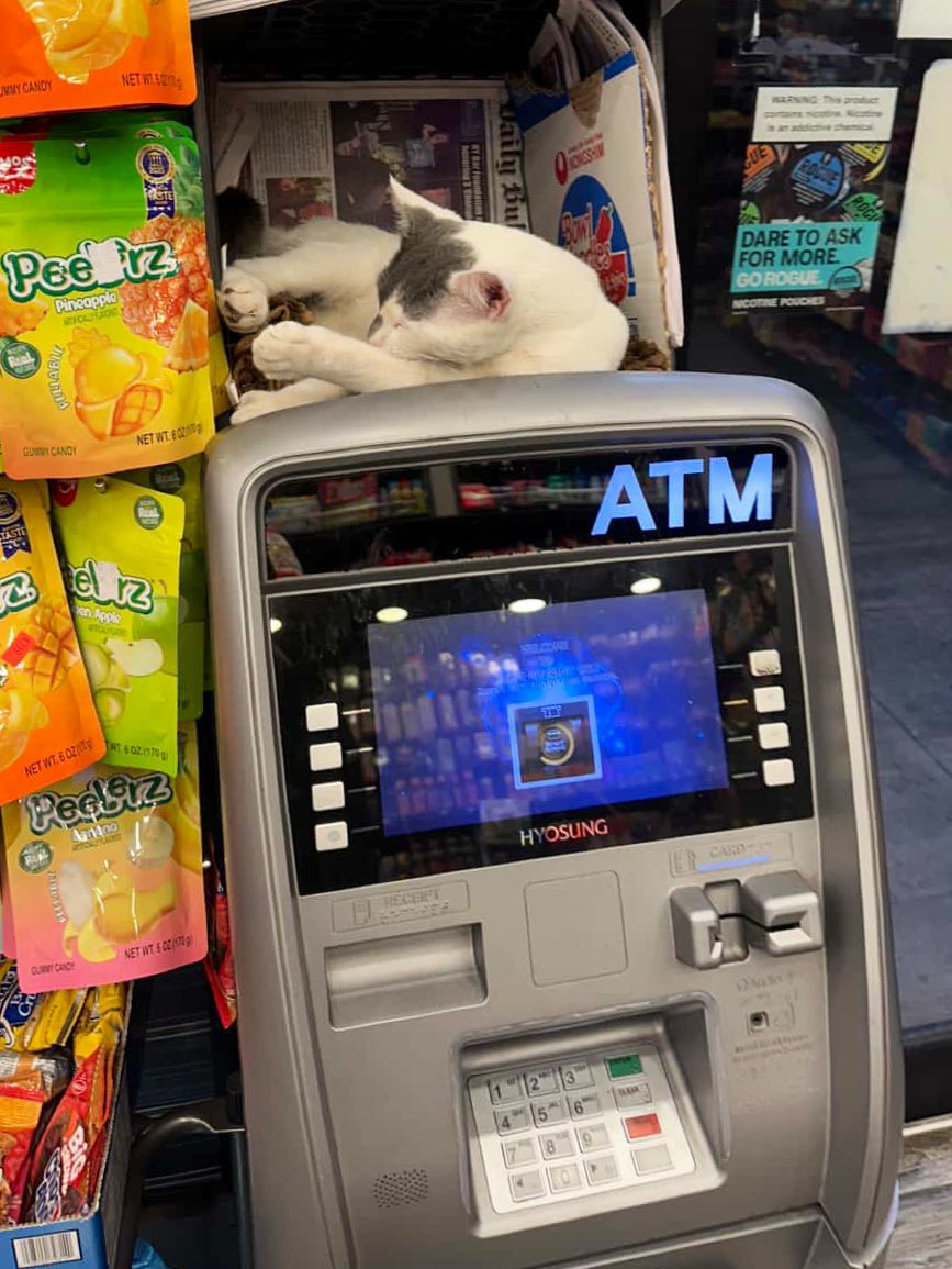 Bodegacats_'s tweet image. 