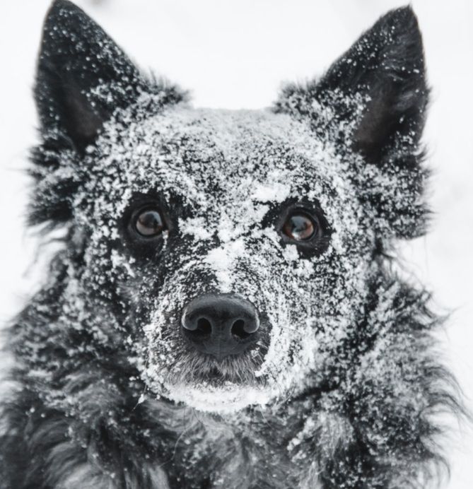 Czasem czytam niektóre posty i naprawdę nie dowierzam. Prosze o RT🙏

Fundacja Pod Psią Gwiazdą zaapelowała o domy tymczasowe na czas nadchodzących mrozów.
Przed nimi bardzo trudny okres, termometry pokażą dwucyfrowe minusy.
To ciężkie chwile dla zwierząt w schronisku.

Fundacja