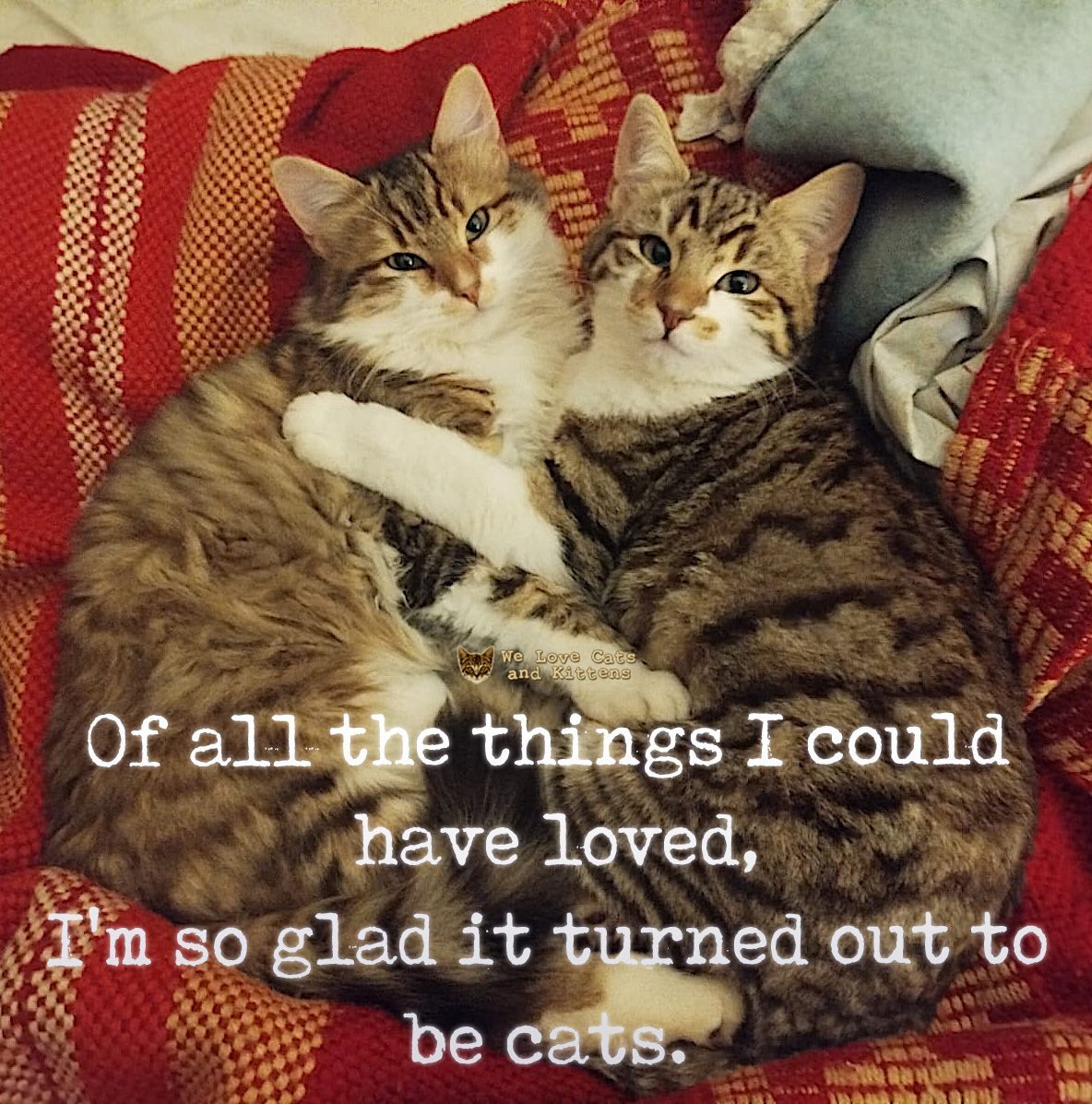 catsnkittys's tweet photo. https://t.co/1G2fJf16X7