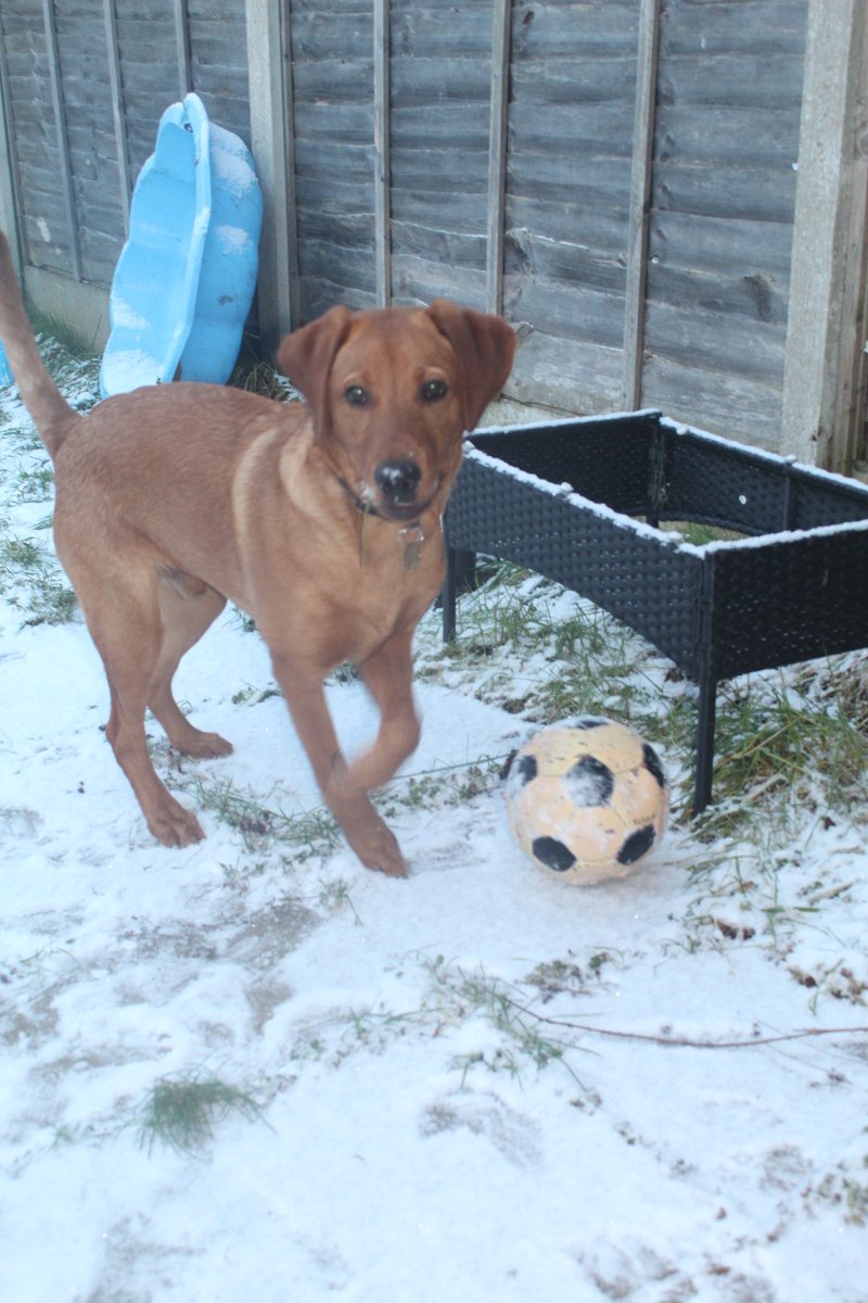 Happy National Labrador day from my boy, Fin. Fox red, full of love, and absolutely no personal space 🦊❤️ 
Can't believe he's nearly 7 months old. Makes me want to throw up. But he's truly the bestest friend a girl could ask for. Helping me heal every day!

#nationallabradorday