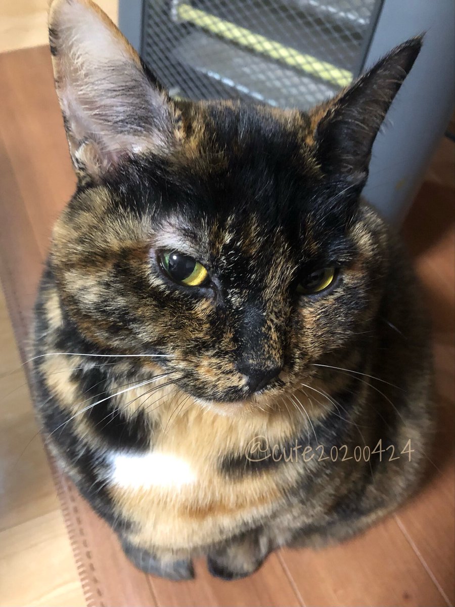 きゅーちゃん s-l400.jpg