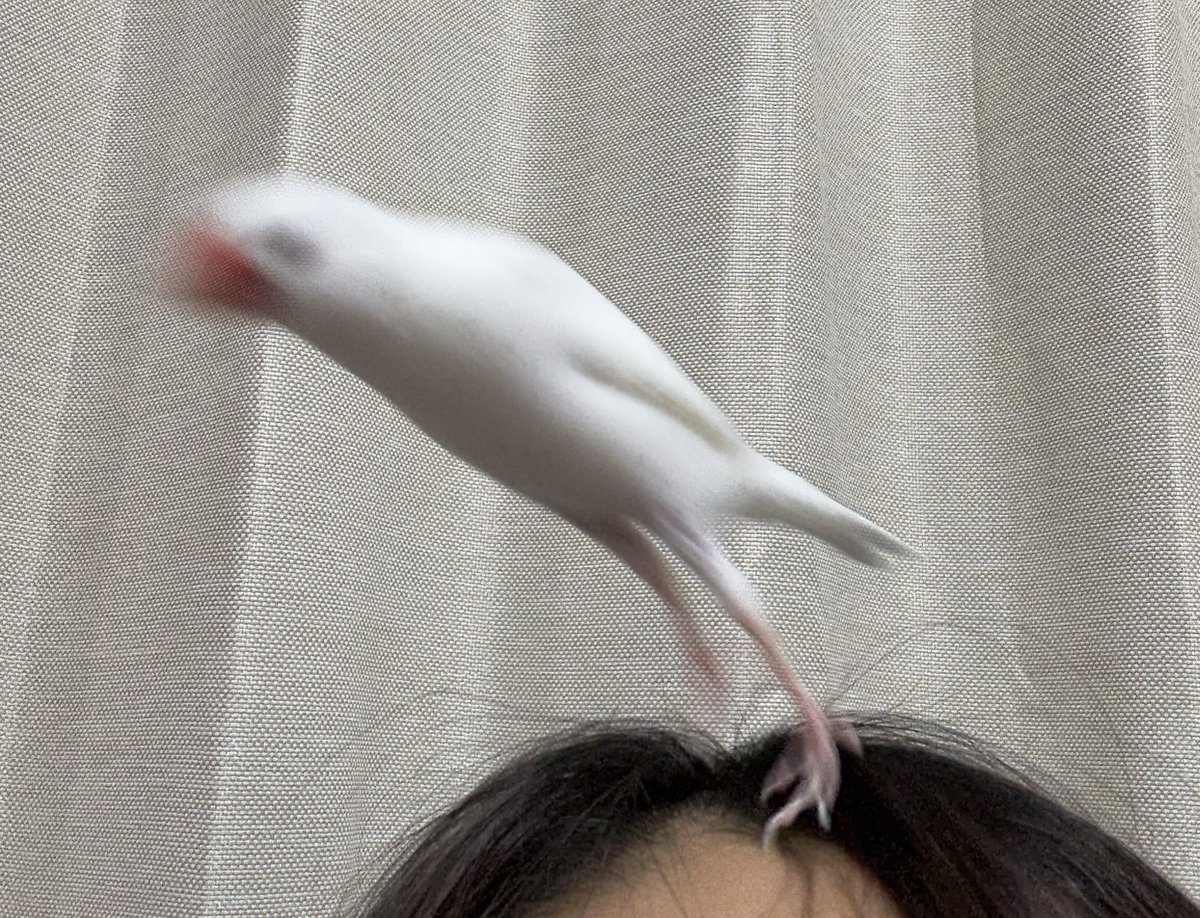 おいり (@bunchooiri) on Twitter photo 