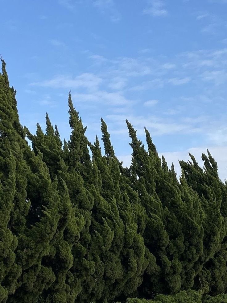 Xavereen Tree 🎞 (@Hxawthorn) / Posts / X