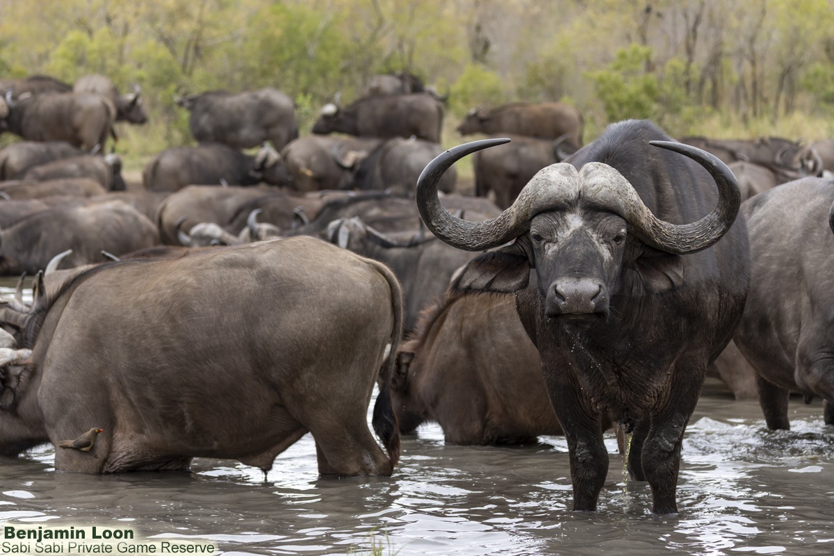 SabiSabiReserve's tweet image. Followed a massive #buffalo herd as they moved toward a pan—right on cue, the whole herd arrived. Just when it couldn’t get better, a #rhino family joined in, with one bull boldly pushing through the buffalo for a drink. An unforgettable sighting. #safari #wildlife