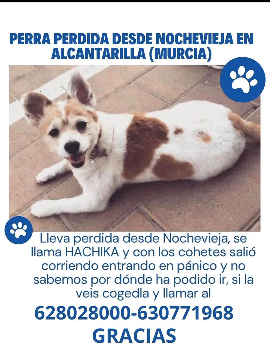 MurciaPolicia's tweet image. 🐾PERRA PERDIDA
Desde Nochevieja, se busca a una perra llamada Hachika, desaparecida en #Alcantarilla (Murcia).
🙏 Se solicita la colaboración ciudadana.
📞 Si la localizas, llama al 092.

🔁 Retuitea para que llegue al mayor número de personas posible.
 #ColaboraciónCiudadana