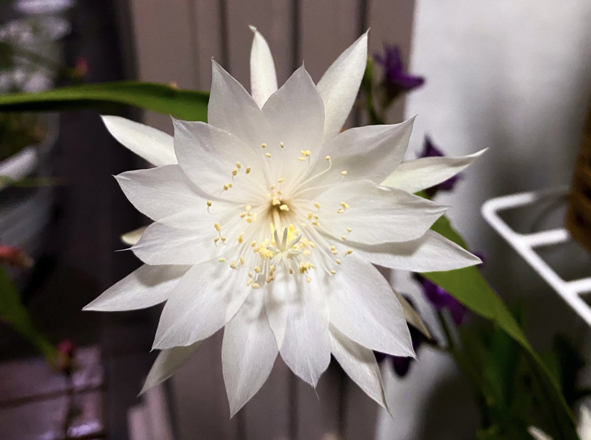 ArtDeLouxe's tweet image. My Wijayakusuma flowers are blooming beautifully tonight.