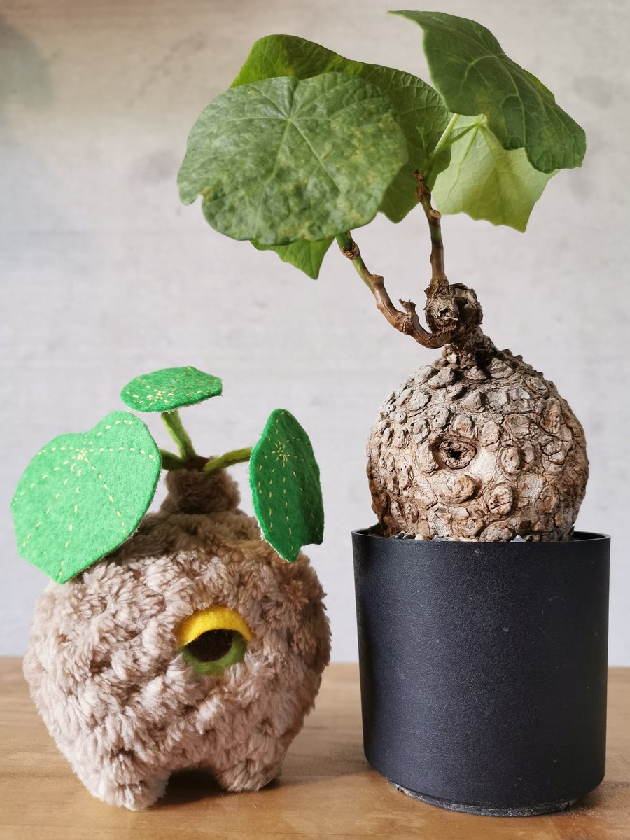 ●Zooo Plants 塊根まん3点セット zoooplants🌵塊根植物のぬいぐるみ (@ZoooPlant) / Posts / X
