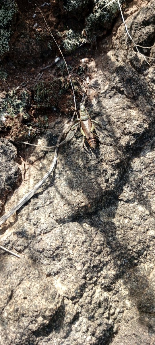 Eng_KGG's tweet photo. What is this animal? @grok https://t.co/GngdMNofTh