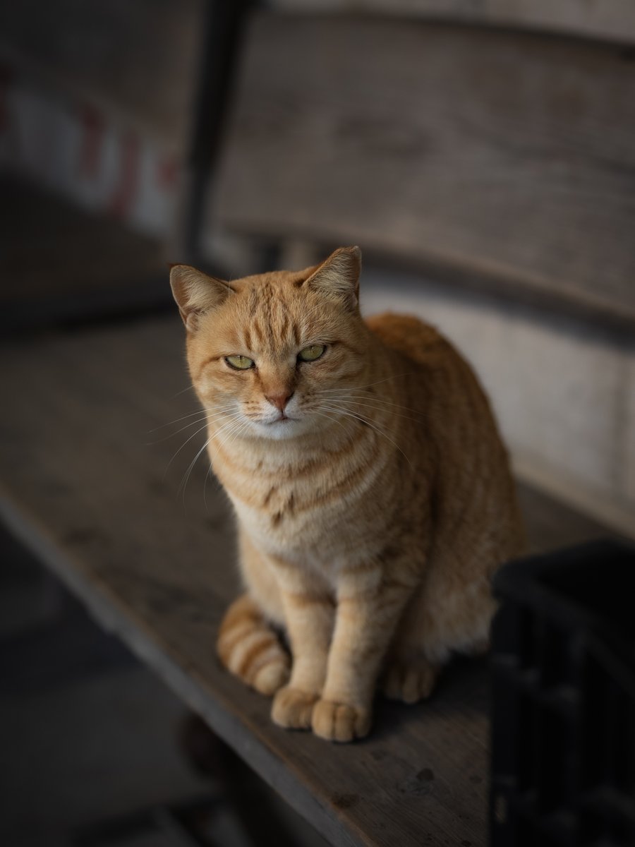 むぎ (@mugimugi_z) / Posts / X