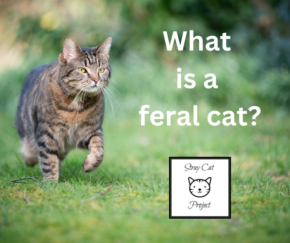 A feral cat is A CAT THAT HAS NOT BEEN SOCIALIZED WITH HUMANS; they have not had human interaction. These cats fear humans and prefer to live outdoors, away from people. "Feral" does NOT refer to any cat living outdoors. "Feral" refers to DISPOSITION only!