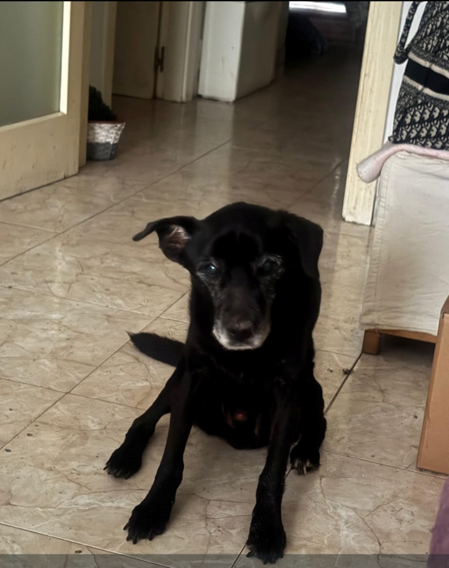 #MALLORCA
Esto va a ser la tónica de este año si nuestros políticos no empiezan a trabajar para el pueblo.
 
#DACAK tiene 16 años. No está enfermo, pero no ve bien. Es de tamaño mediano.

En febrero, su cuidadora que queda sin casa y no encuentra nada dónde le acepten. 

Tiene