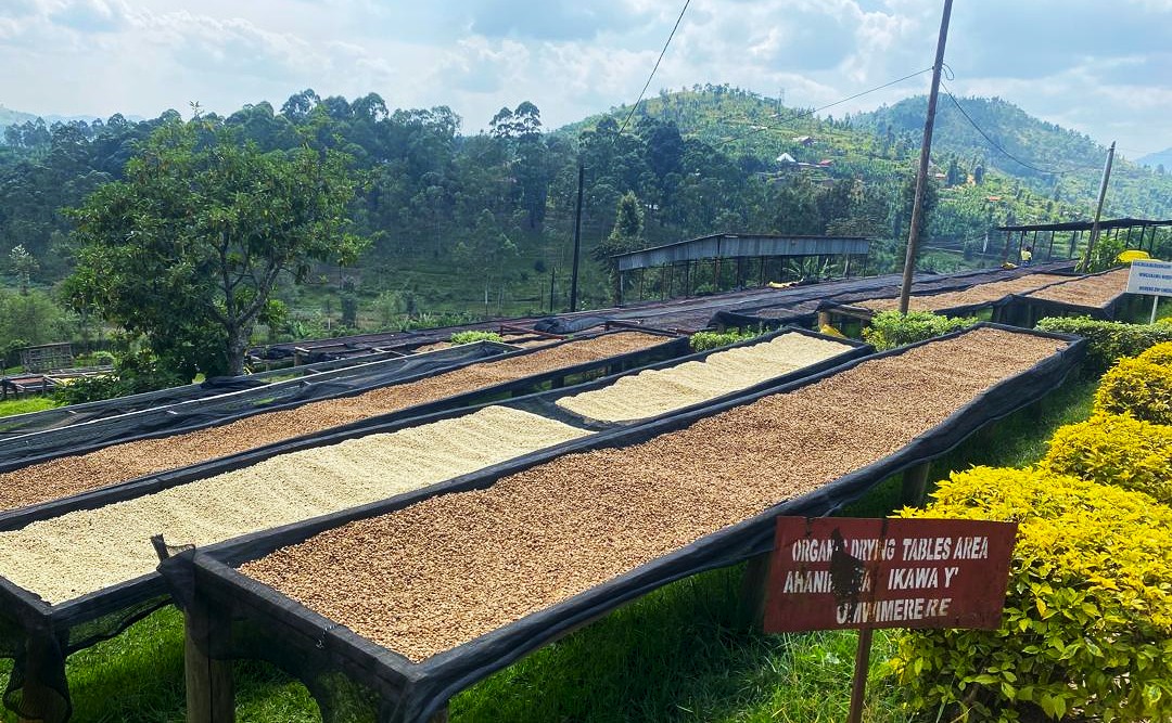Rwanda coffee sector posted a historic performance in 2025, with export revenues reaching a record high of nearly $150 million from 23,860 tons exported.

This indicates that #Rwanda is on a strong trajectory to achieve the target of 32,000 tons of coffee exports and to generate