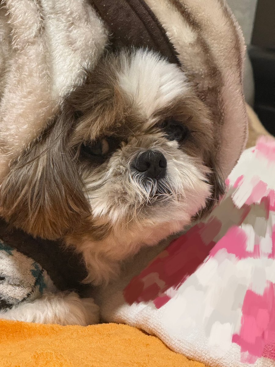 うまちゃん うまちゃん。 (@uma_xilinx) / Posts / X