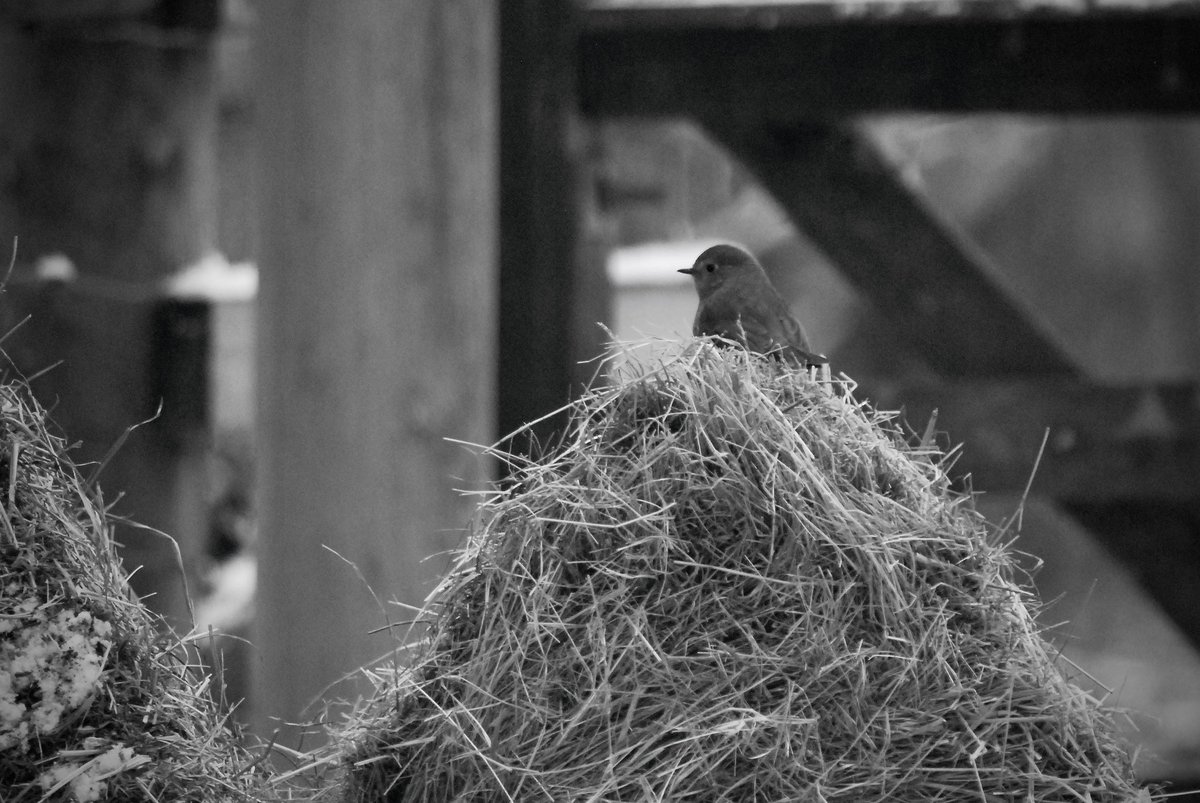 Adrian Wallington tweet media