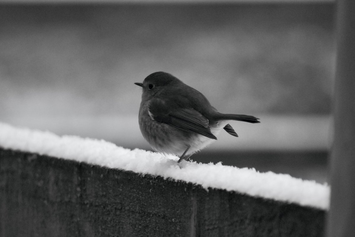 Adrian Wallington tweet media