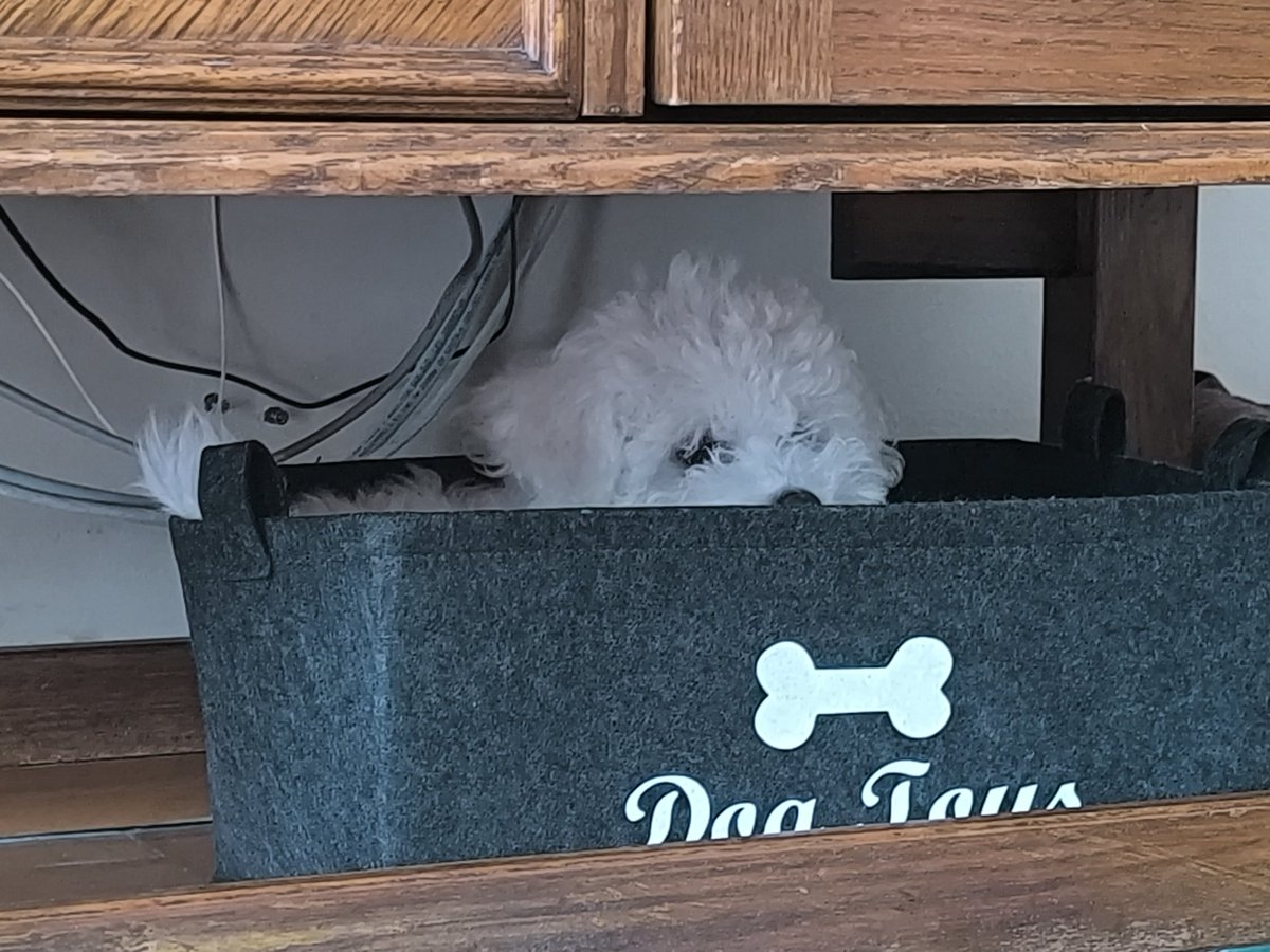 Go4bed's tweet image. Прави глупости и е карана.Се крие во корпата за играчки 😂😂😂😂