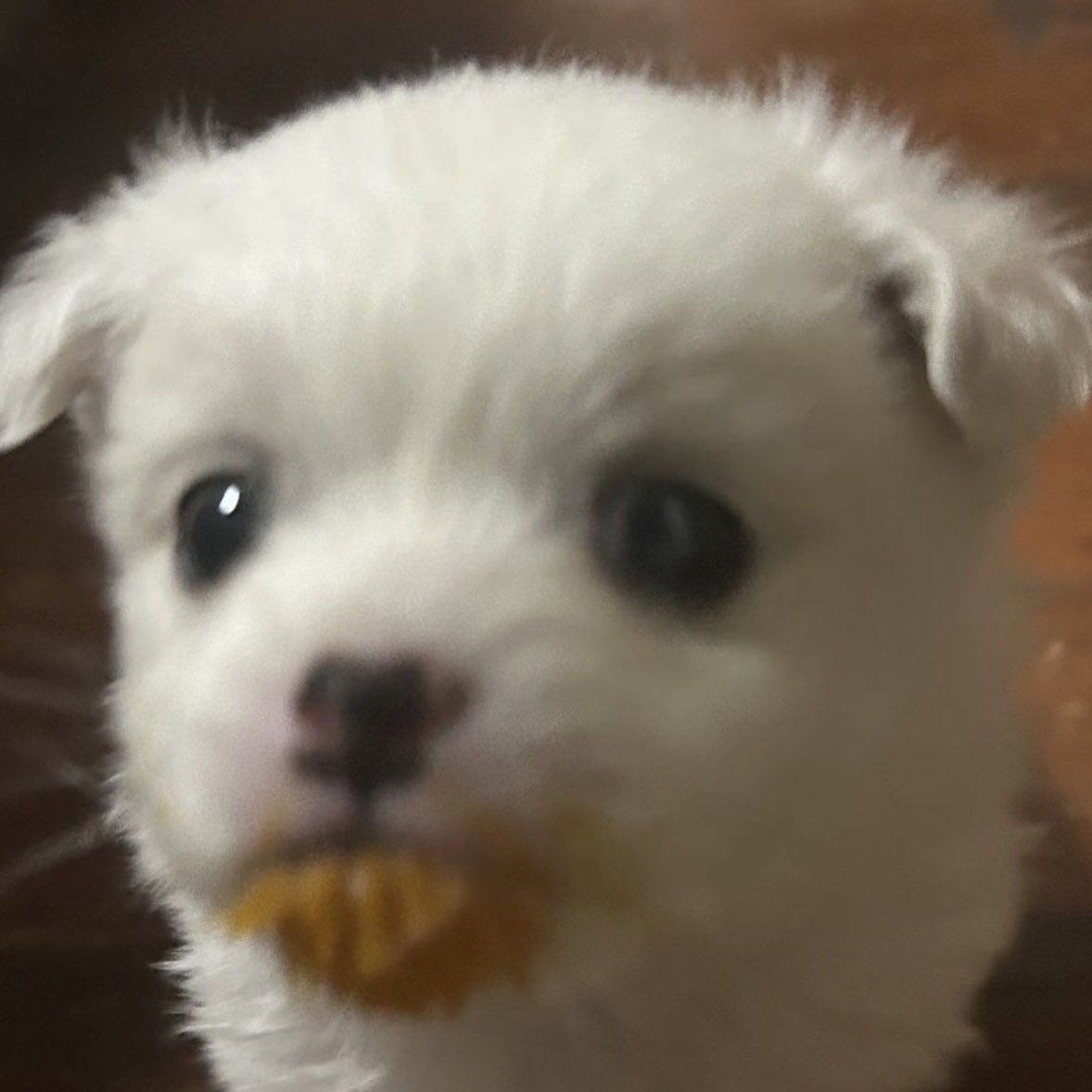 이소희 강아지 tweet media