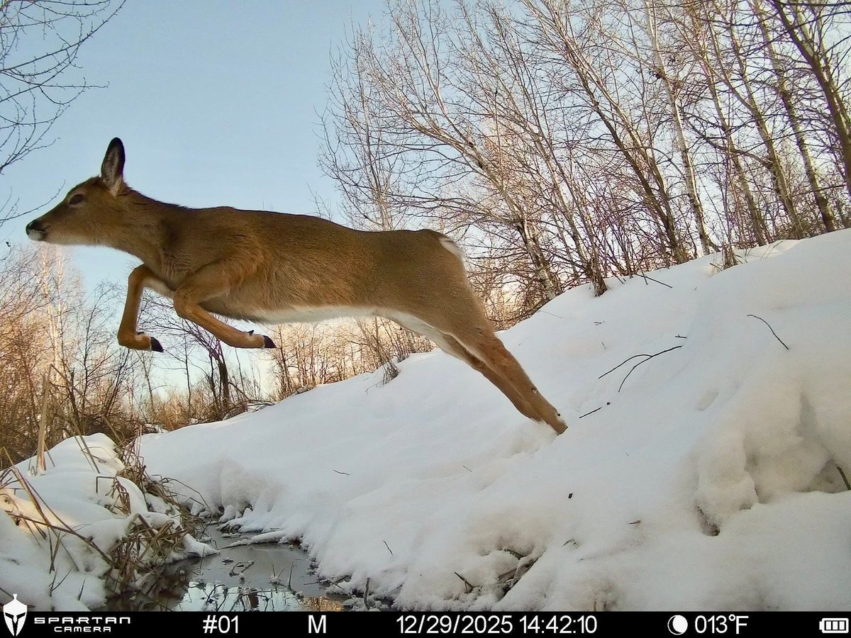 trailcam (@trail_cams) on Twitter photo 