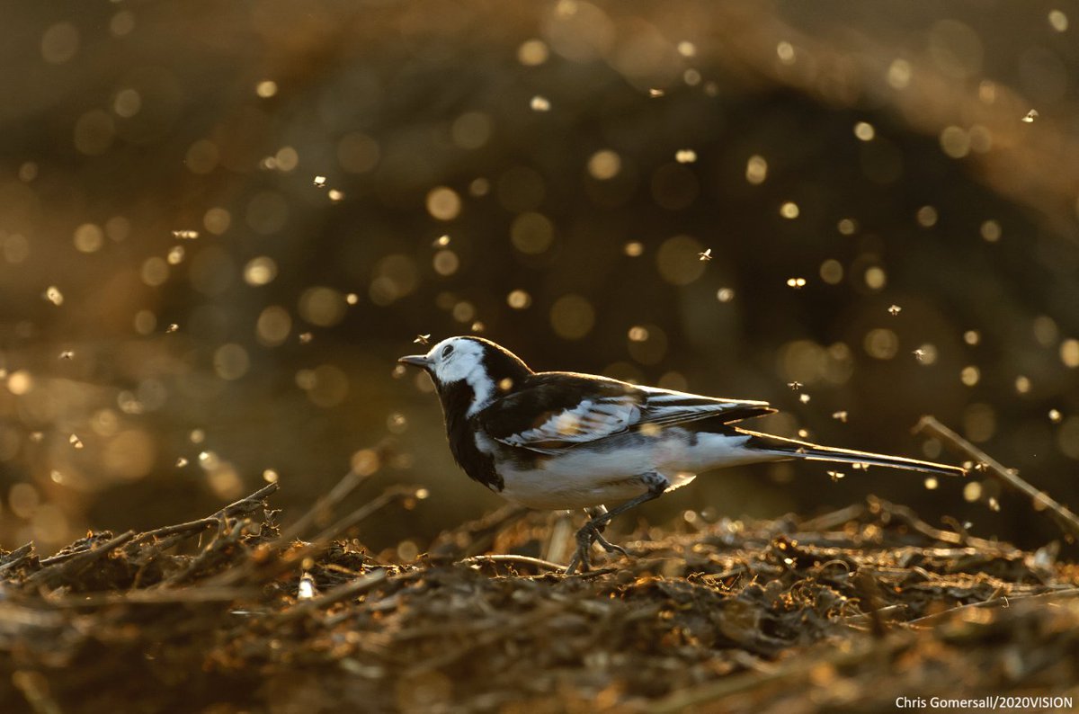 The Wildlife Trusts tweet media