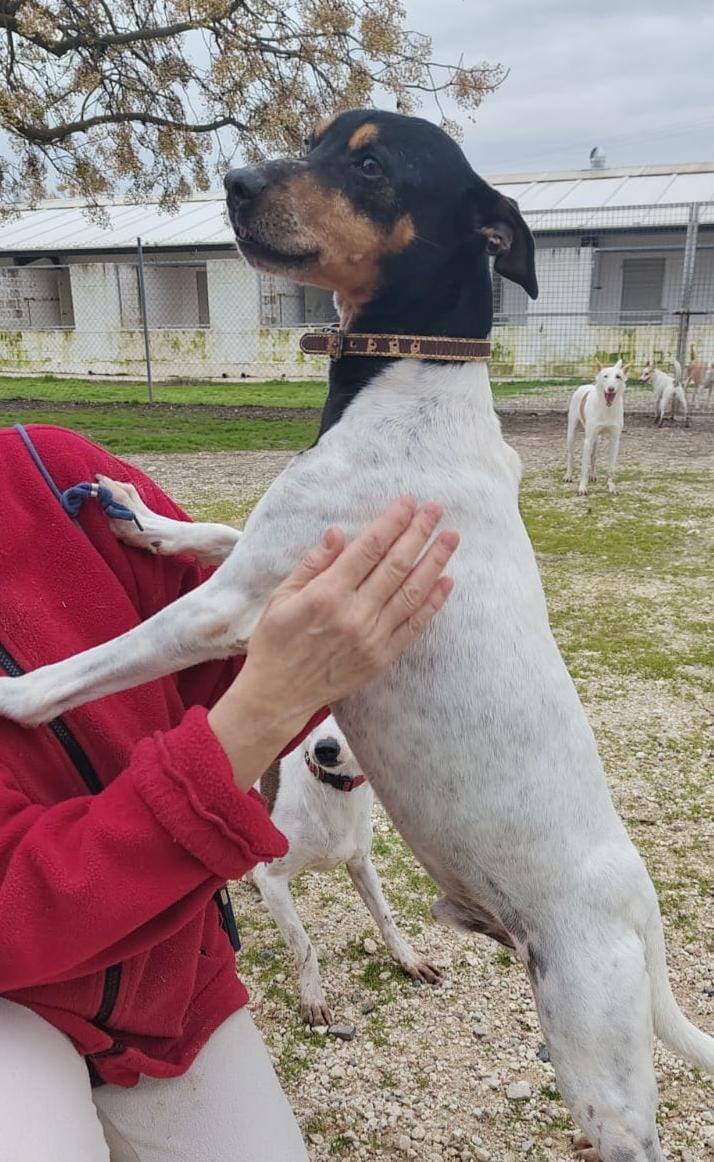 SosAbuelos1's tweet photo. #CÓRDOBA
#DONKY tiene solo 7 añitos. Es un precioso bodeguero que busca una familia de las de verdad, de las que te quieren, te cuidan y con las que eres feliz todos los días del año.
Es un pequeñín bueno, cariñoso, alegre. Un amor de perrito
Si quieres ayudarlo...
Puede viajar.
Contacto; 608 53 69 79 // 633 26 17 87 // dejanhuella@gmail.com