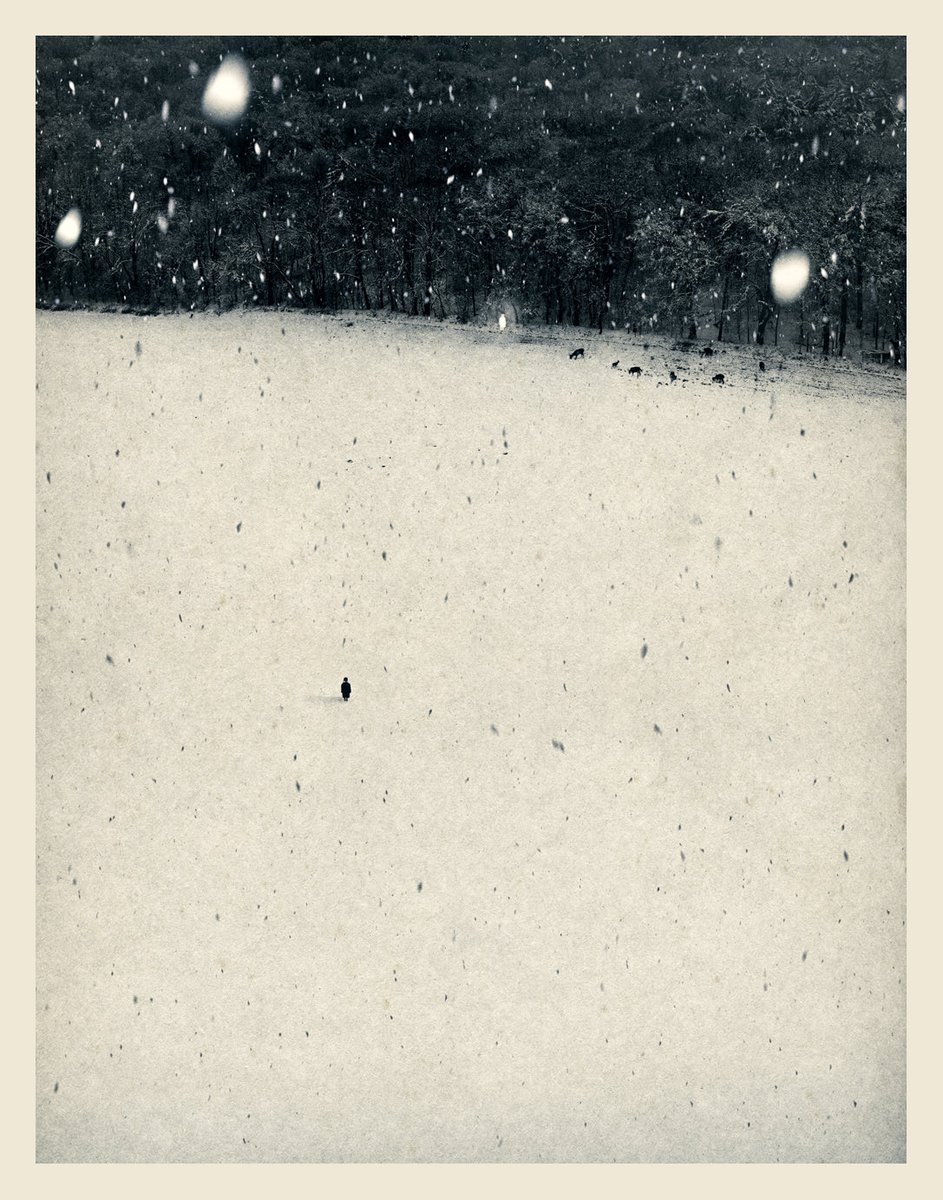 At the forest’s edge, I encounter light,
and a herd of deer wandering through the winter stillness.