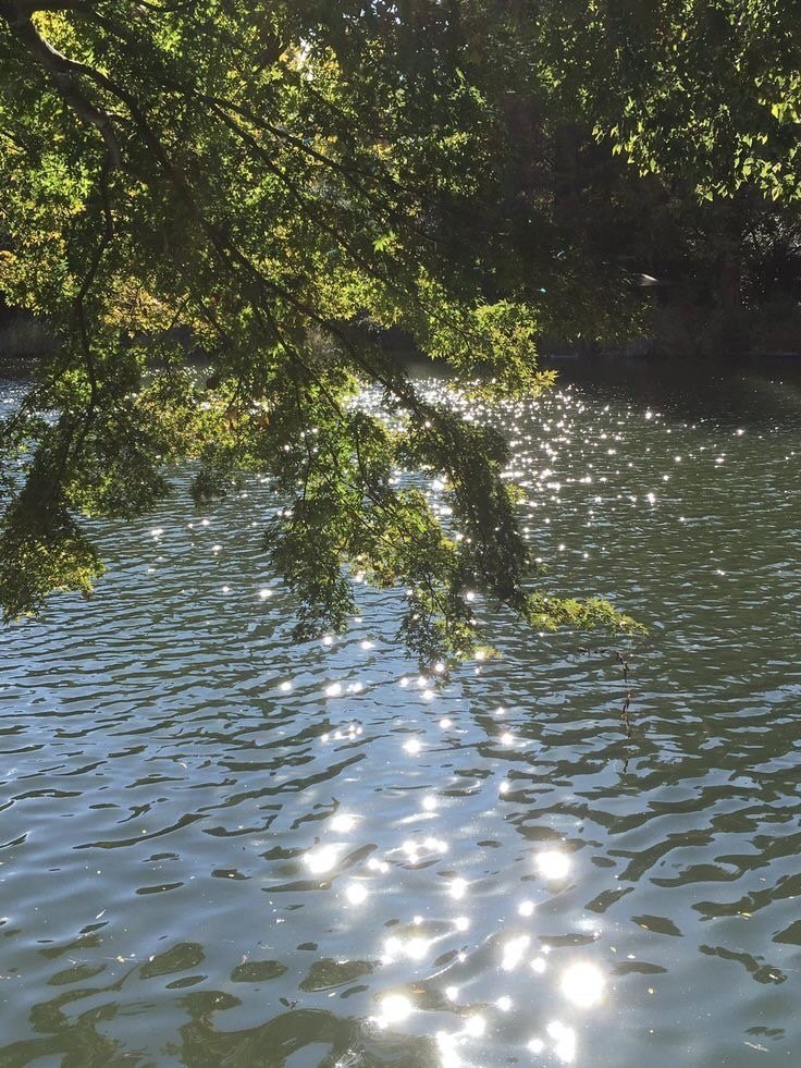 artindetails's tweet image. sunlight slipping through leaves