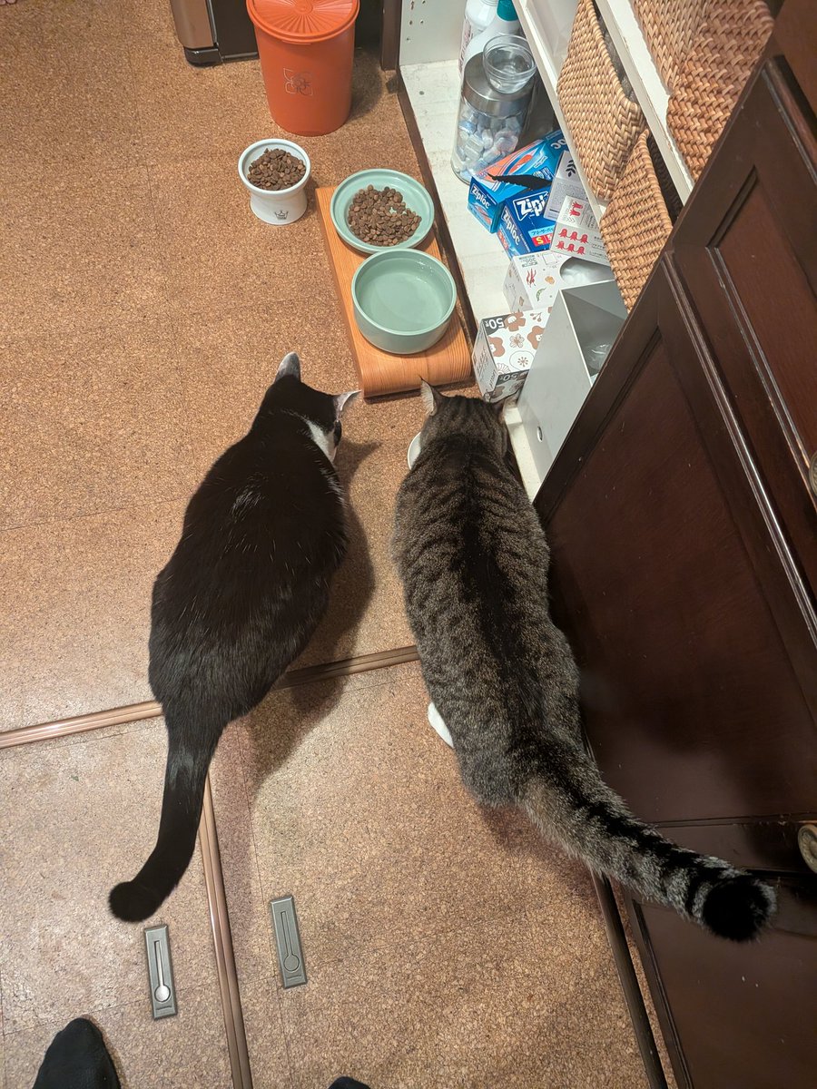 ynack's tweet image. 幸せな光景