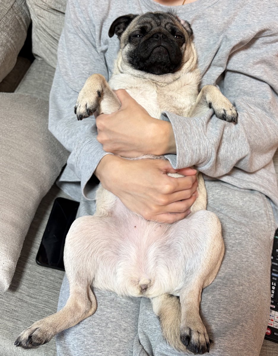 パグのモモちゃん🍑 (@momopug20221210) / Posts / X