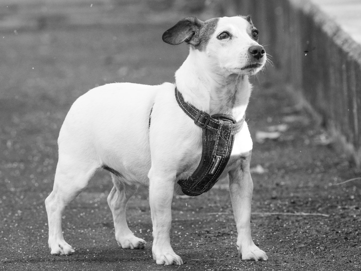 MisakaZoo (@MisakaZoo) / Posts / X