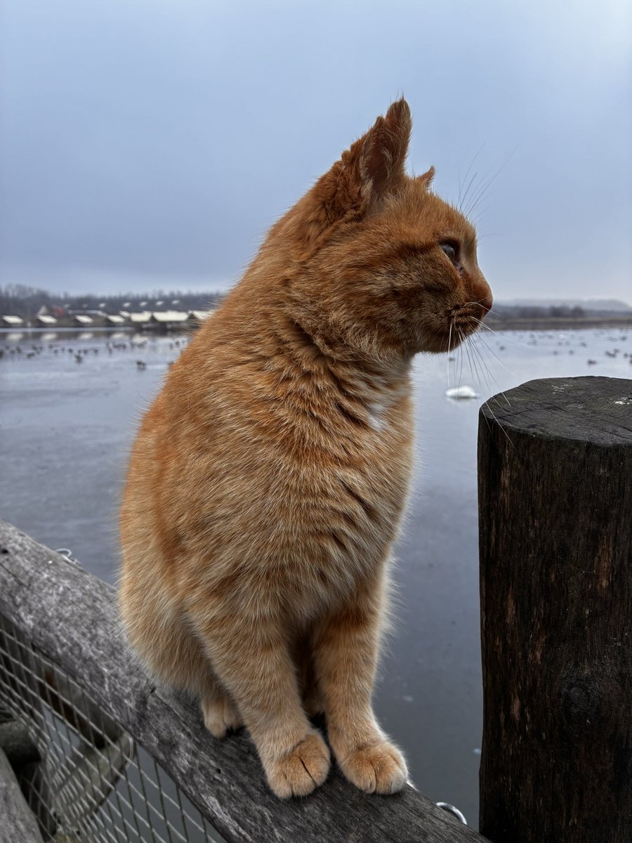 カイギリ tweet media