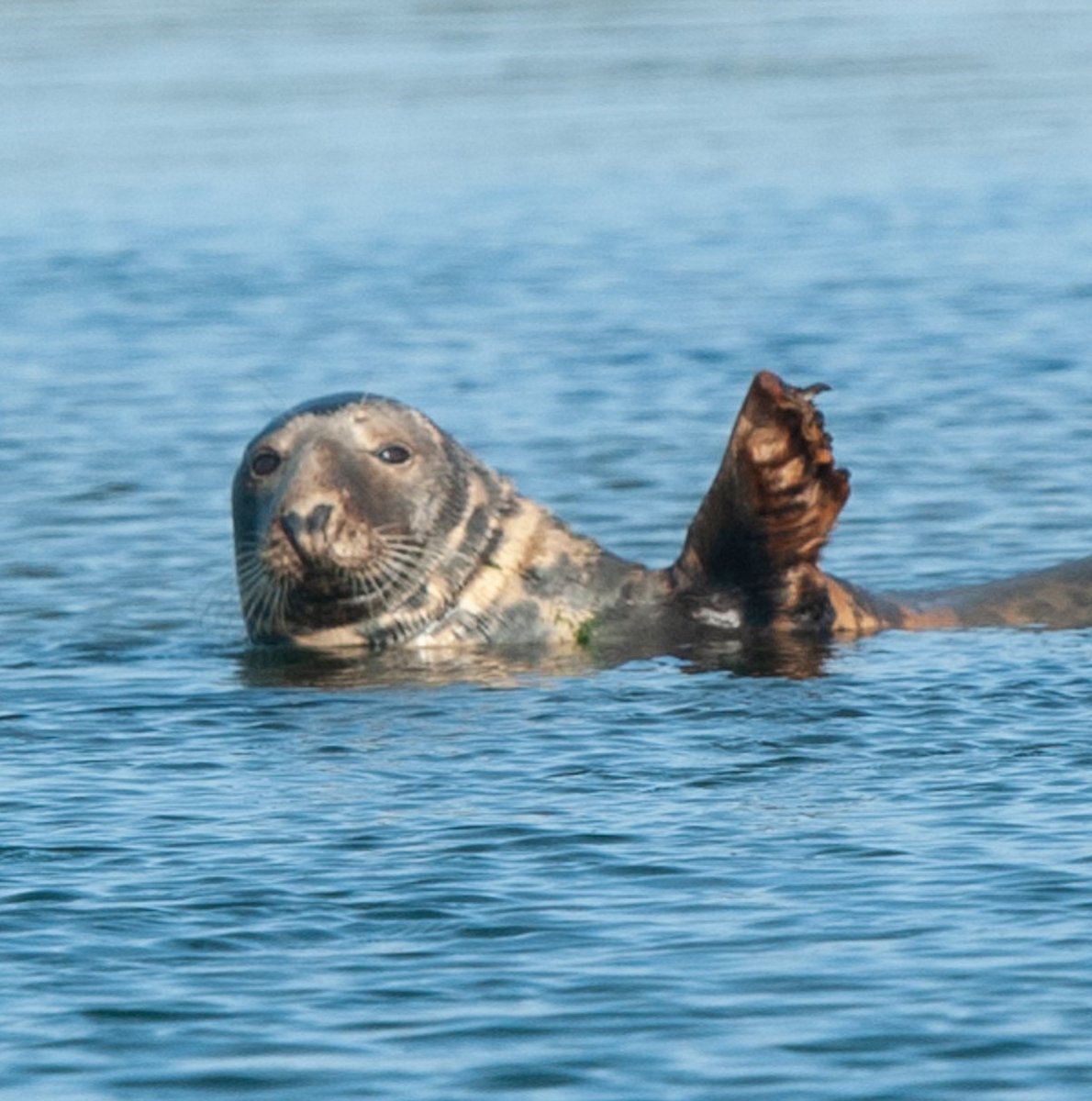 Wake up to #tranquility in a beautiful setting for 2026 with a mooring on the lower reaches of the Beaulieu River.

To make your natural choice:
01590 616200
harbour.office@beaulieu.co.uk
beaulieuriver.co.uk

#NaturalHaven #Wildlife #Sailing #Solent #River #Mooring