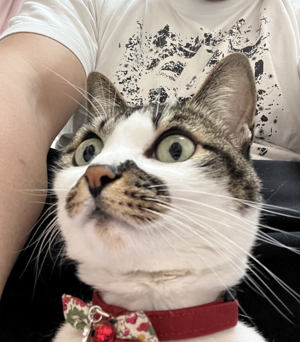 ElDesperado5's tweet image. 洗濯物畳むとき必ず近くに来る一号
#猫