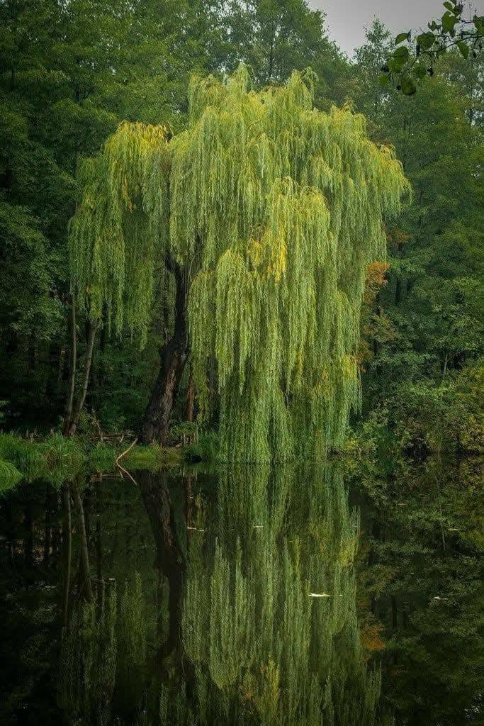 where the willow weeps quietly.