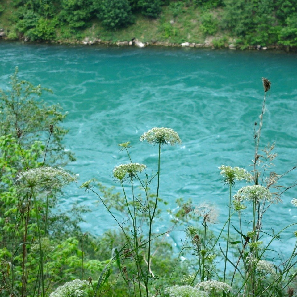 artindetails's tweet image. nature dressed in blue and green.