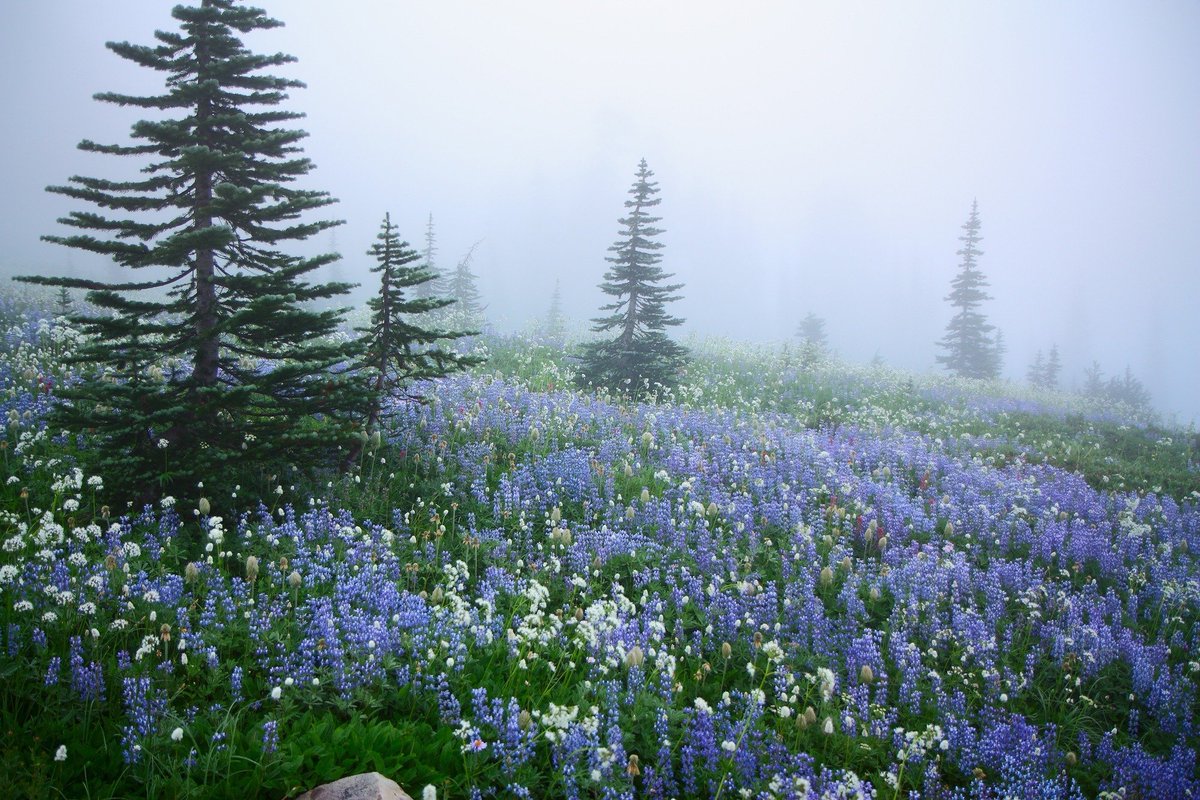 artindetails's tweet image. blooming through the mist. by lazgrapher