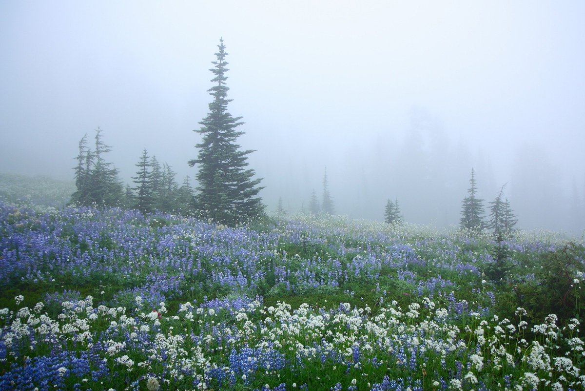 artindetails's tweet image. blooming through the mist. by lazgrapher