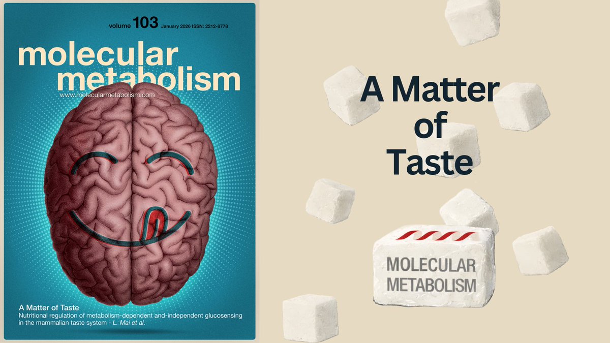 MolMetab's tweet image. 𝗖𝗵𝗲𝗰𝗸 𝗼𝘂𝘁 𝗼𝘂𝗿 𝗝𝗮𝗻𝘂𝗮𝗿𝘆 𝗜𝘀𝘀𝘂𝗲!

🧁Cover Story: The taste system detects not only #sweetness, but also the metabolic value of #glucose (sciencedirect.com/science/articl… @USC @LabSchier)
🍦Browse the full edition: molecularmetabolism.com