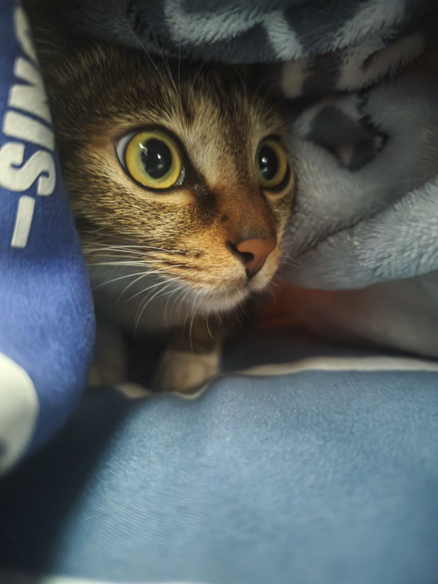 minzhen2005's tweet image. 我的猫，半年没看到它，身体变好了，之前不吃东西瘦了，还担心挺不挺得住
回来后它还是认得我，喜欢钻我被窝