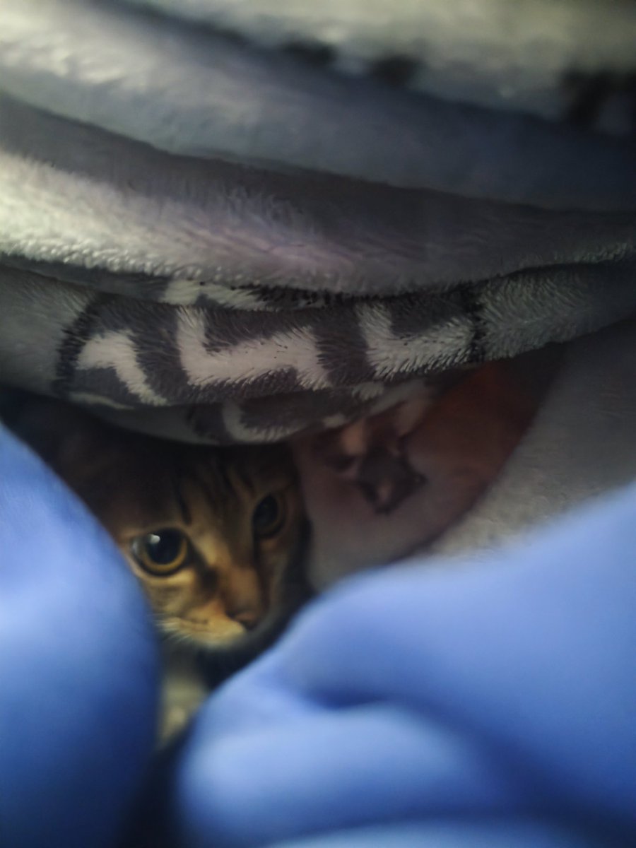 minzhen2005's tweet image. 我的猫，半年没看到它，身体变好了，之前不吃东西瘦了，还担心挺不挺得住
回来后它还是认得我，喜欢钻我被窝